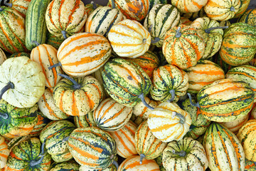 Top view many colorful striped Acorn, Carnival and Delicata squashes