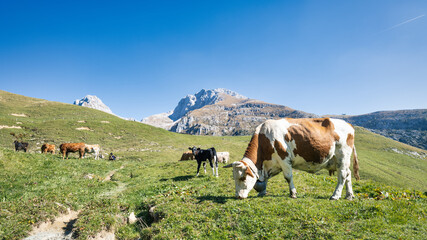 Fototapeta na wymiar Mountain pasture of northern Italy