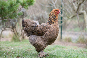 poule perdrix doré maillé