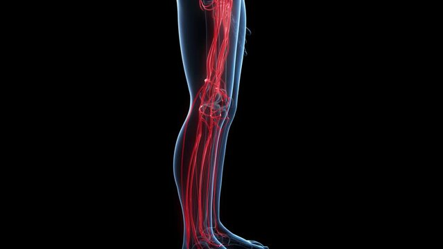 3d rendered medical animation of  the vascular system