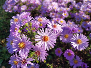 Fototapeta premium Bloomed purple flowers in the autumn garden