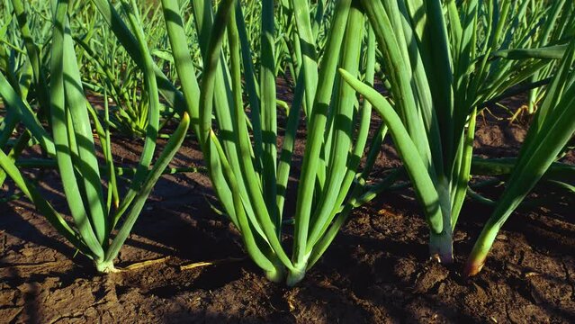Green onions grow on the bed. Cultivation of environmentally friendly vitamin greens. Greens from the salad beds