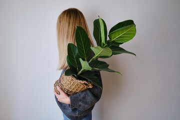 A woman holds a pot of green ficus in her hands. Botanical background. Place for text. Green indoor...
