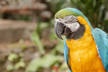 blue and yellow macaw