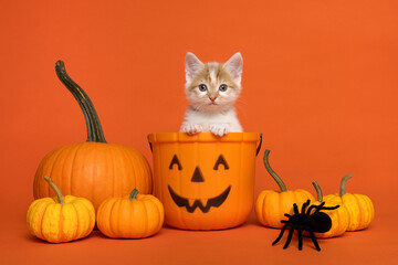 Cute kitten in a halloween pumpin bucket surrounded by pumpkins and spiders on an orange background
