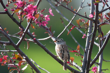 White-Crowned Sparrow perched in flowering tree