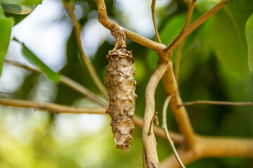 Um casulo de inseto pendurado em um galho cheio de folhas frescas.