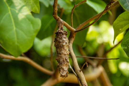 Caculo Insect รูปภาพCasulo – เลือกดูภาพถ่ายสต็อก เวกเตอร์ และวิดีโอ173 | Adobe Stock