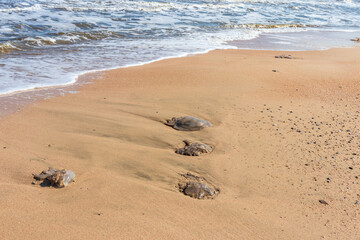A dead jellyfish washed up on the shore. Jellyfish on the coast of the Sea of Azov. Worm-like filaments with poisonous stinging cells can cause painful injuries to people.