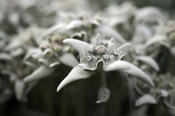 edelweiss alpine star flower in dolomites