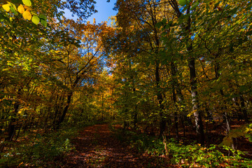 A walk in the deep woods on an October day!