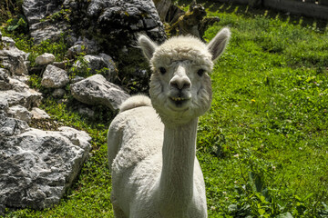 alpaca adorable fluffy portrait looking at you