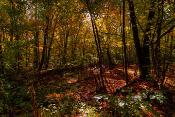 A walk in the deep woods on an October day!