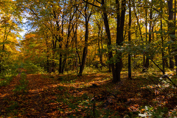 A walk in the deep woods on an October day!