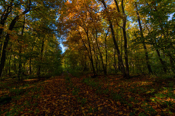 A walk in the deep woods on an October day!