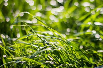 Close-up green lush grass photographed from ground level with bokeh in the background