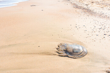 A dead jellyfish washed up on the shore. Jellyfish on the coast of the Sea of Azov. Worm-like filaments with poisonous stinging cells can cause painful injuries to people.