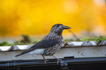 Spotted nutcracker (Nucifraga caryocatactes) a brown bird with white spots, sitting on a roof drinking water in autumn. Close up photography, blurred background, place for text, copy space.