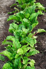 Young beet bushes grow in the garden, juicy green leaves with red veins, independent gardening