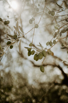 olive tree with olive on a branch with sun behind