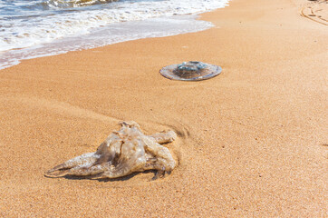 A dead jellyfish washed up on the shore. Jellyfish on the coast of the Sea of Azov. Worm-like filaments with poisonous stinging cells can cause painful injuries to people.