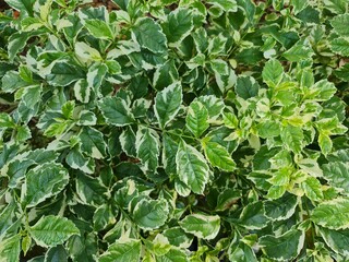 green leaves background