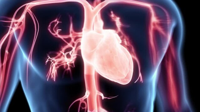 3d rendered medical animation of  a beating heart