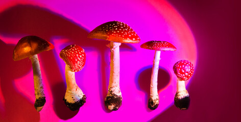 mushrooms hallucinogen mushroom fly agaric on a neon background. preparations from Amanita muscaria. drugs. banner