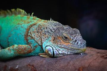 iguana resting