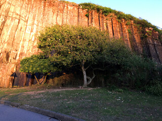 A big strange tree with half lighting in Sai Kung, Hong Kong