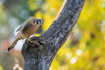 Kestrel in a tree with autumn colors in the background.
