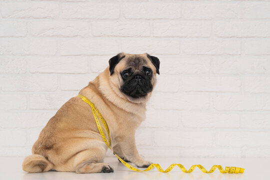 A cute fat pug sits wrapped in a yellow measuring tape near a white brick wall. The concept of diet and the fight against obesity in dogs