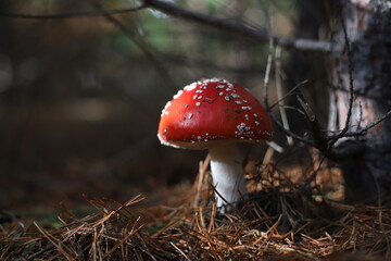 Amanita muscaria, Fly Agaric, Fly Amanita. A red fly agaric with white spots in sunlight on forest floor. Outdoors. Close-up. Autumn background. 