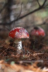 Amanita muscaria, Fly Agaric, Fly Amanita. Two red fly agarics with white spots in sunlight n forest floor. Outdoors. Close-up. Autumn background with red mushrooms. Vertical.