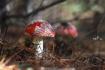 Amanita muscaria, Fly Agaric, Fly Amanita. Two red fly agarics with white spots in sunlight n forest floor. Outdoors. Close-up. Autumn background with red mushrooms. Vertical.