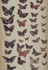 butterfly illustrations, 1900s, retro, vintage butterfly