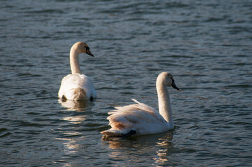 white swans group on the lake swim well under the bright sun