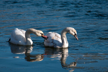 white swans group on the lake swim well under the bright sun