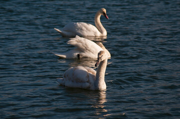 white swans group on the lake swim well under the bright sun