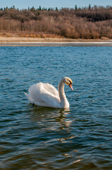 A white majestic swan floats in front of a wave of water. Young swan in the middle of the water. Drops on a wet head. © mikhailgrytsiv