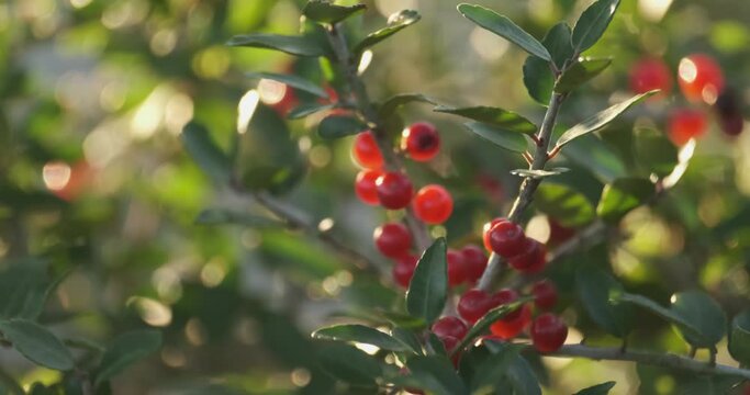Yaupon holly berries (Ilex vomitoria)