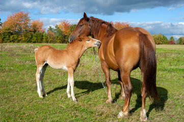 Obraz na płótnie Canvas brown mare with foal in the mountains on a beautiful sunny day