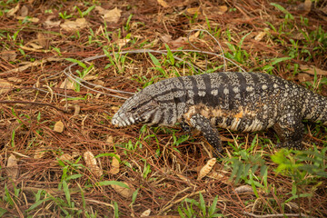 Um tegu caminhando no chão em um bosque. (Tupinambis merianae)