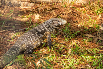 Um tegu caminhando no chão em um bosque. (Tupinambis merianae)