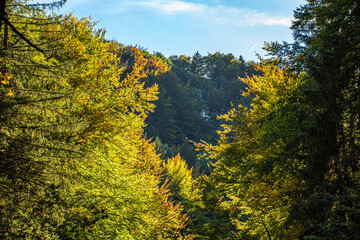 Fototapeta premium Forest trip in Broc, Switzerland