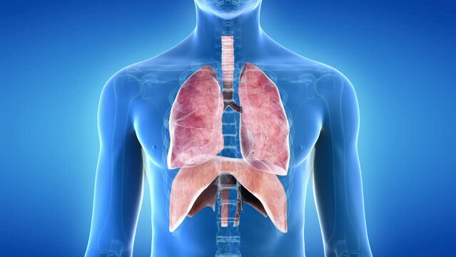 3d rendered animation of  the breathing lung