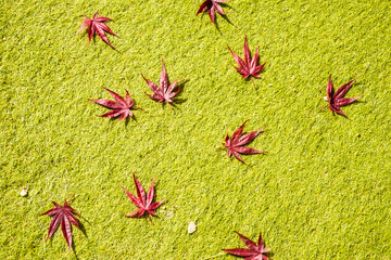 秋、紅葉の絨毯