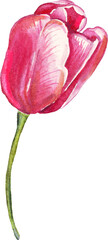 Single tulip. Watercolor illustration
