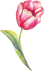 Single tulip. Watercolor illustration