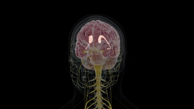 3d rendered animation of  the caudate nucleus